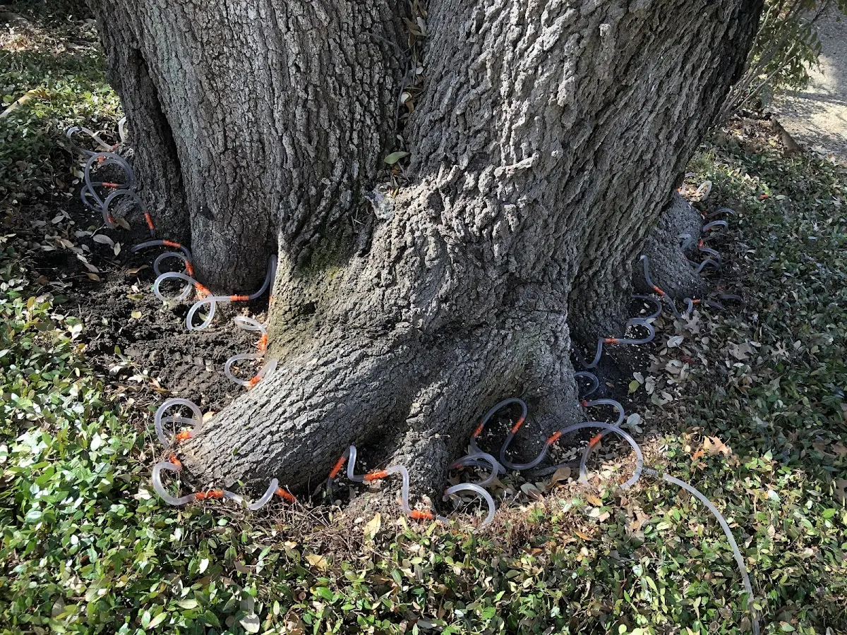 Detailed Shrub and Hedge Trimming job site in Tilly