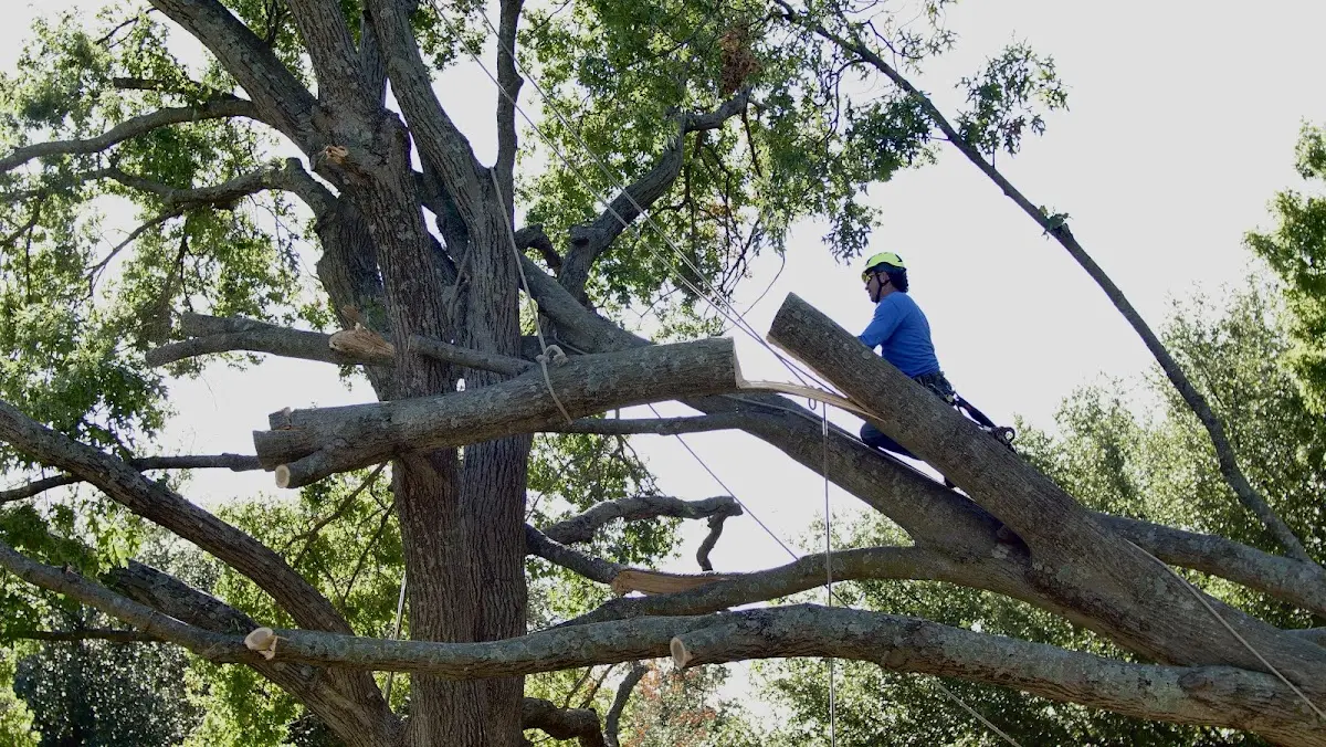 Professional Hazardous Tree Removal performed by certified arborists in Tilly