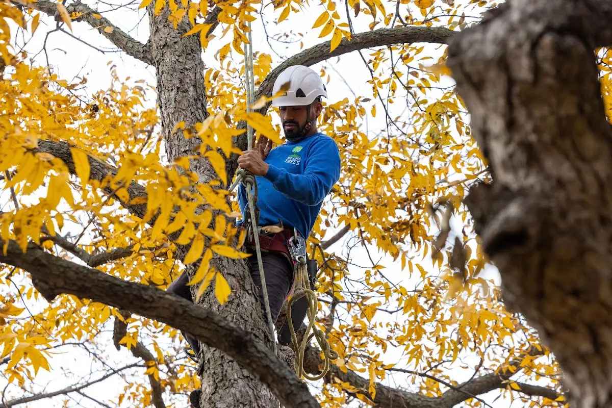 Skilled Storm Damage Cleanup crew working in Tilly
