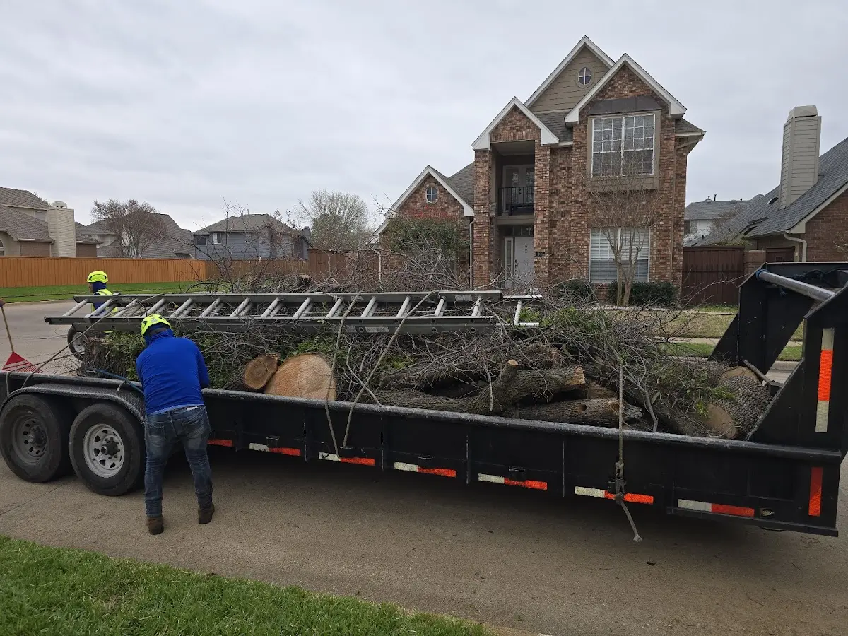 Expert Tree Pest Control with proper safety equipment in Tilly